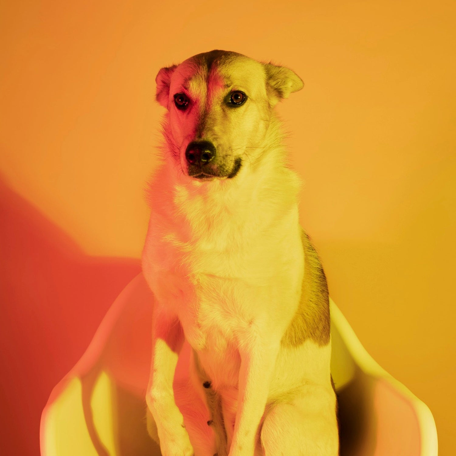 Dogs