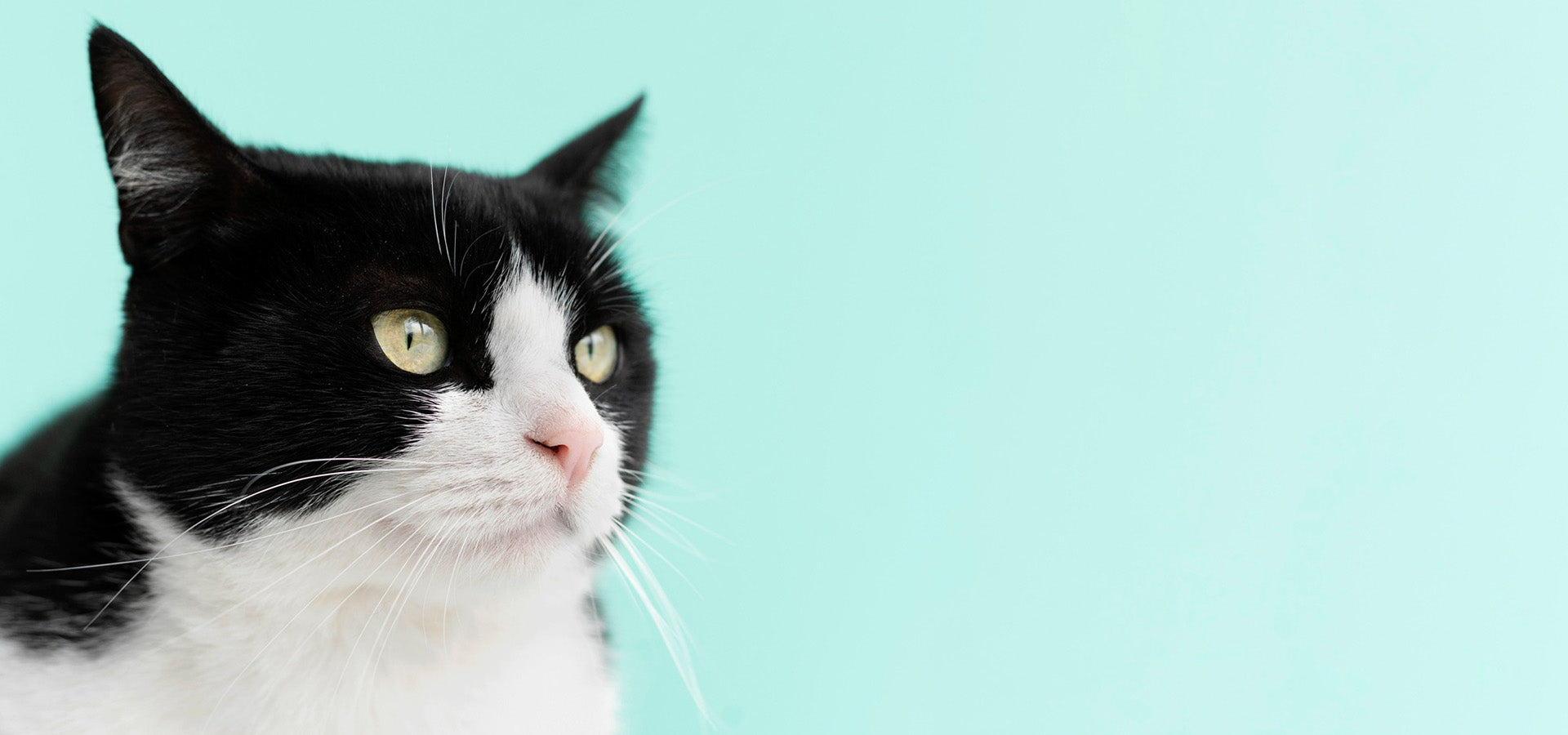 Clawspaw Cat hero banner