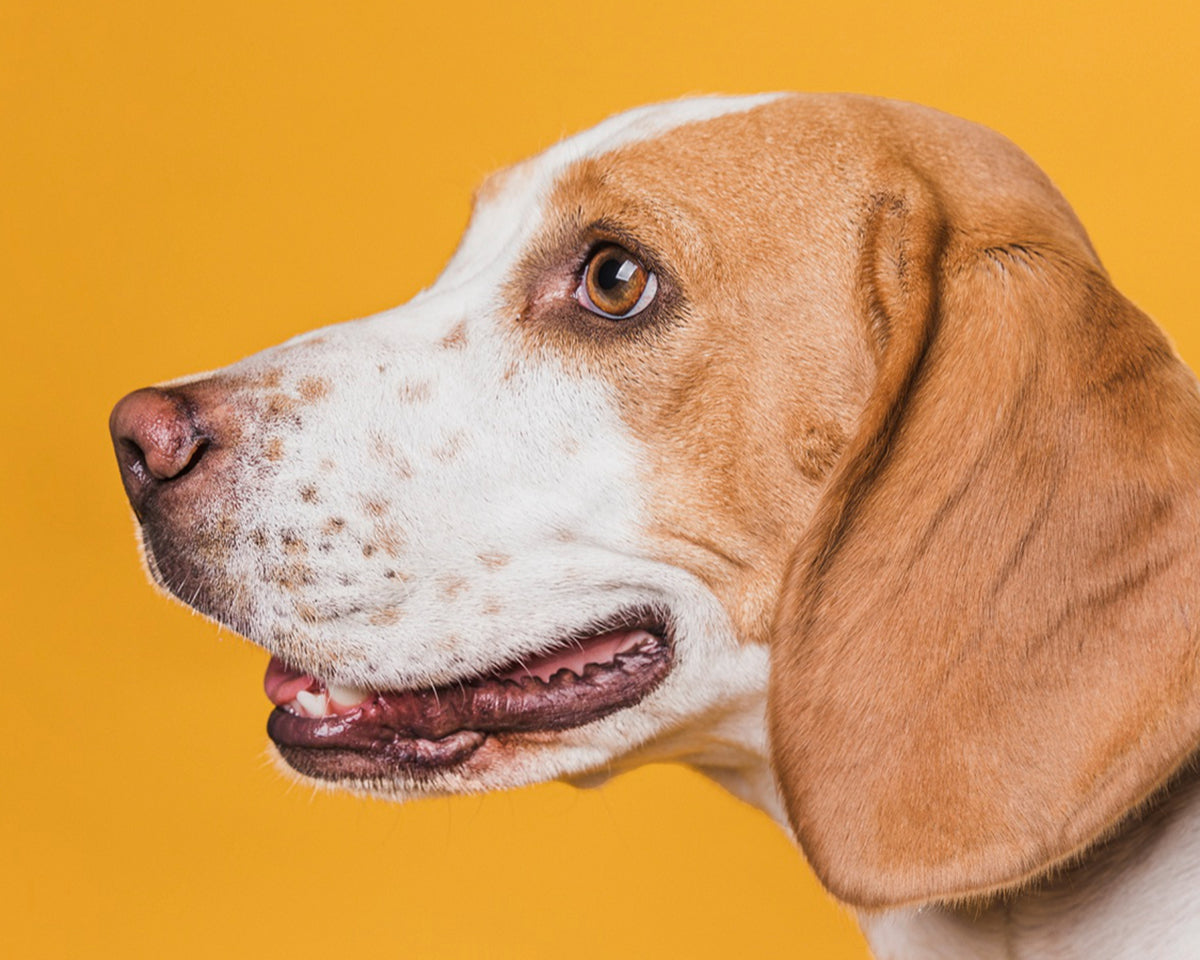 Clawspaw Dog hero banner