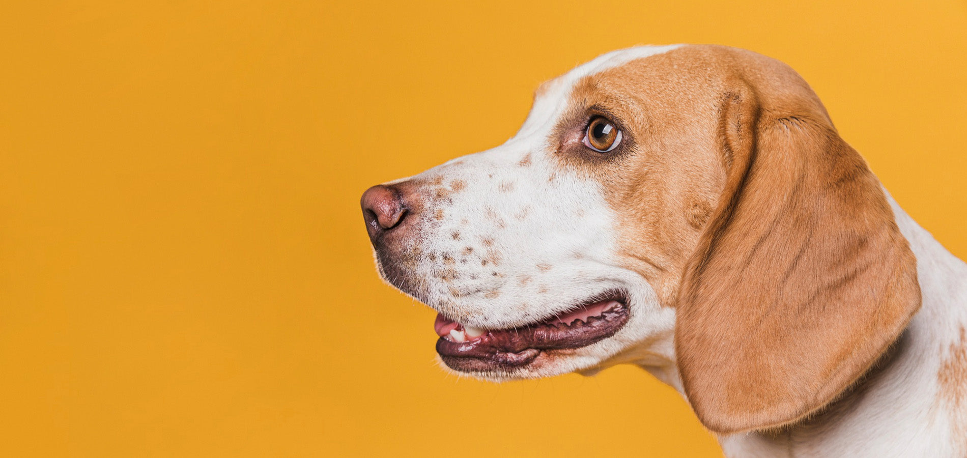 Clawspaw Dog hero banner 1