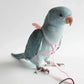 Parrot Flying Harness Leash Suit Macaw