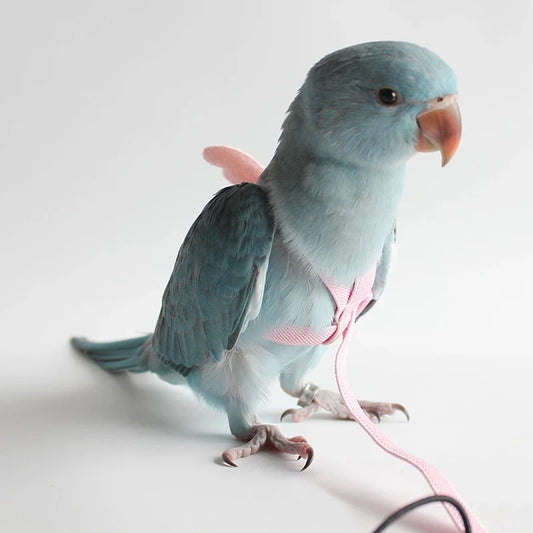 Parrot Flying Harness Leash Suit Macaw