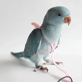 Parrot Flying Harness Leash Suit Macaw