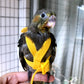 Parrot Flying Harness Leash Suit Macaw
